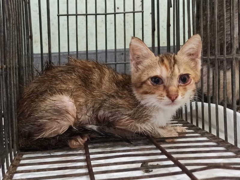 Young female mixed-breed cat, Small, shelter no. …9C03