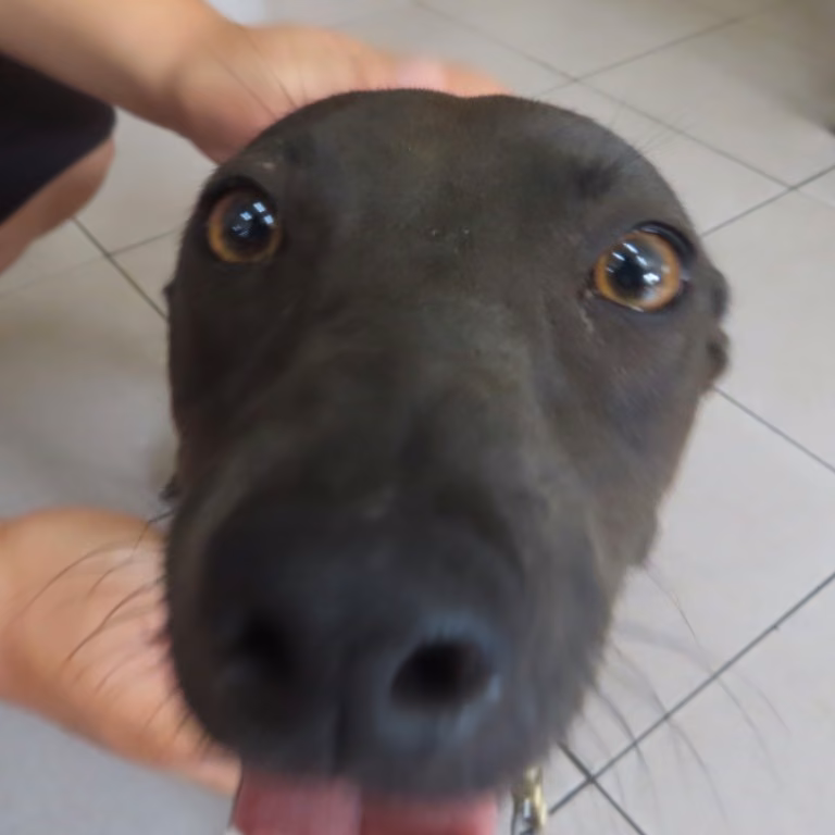 Black adult female mixed-breed dog, Medium, shelter no. …2-01