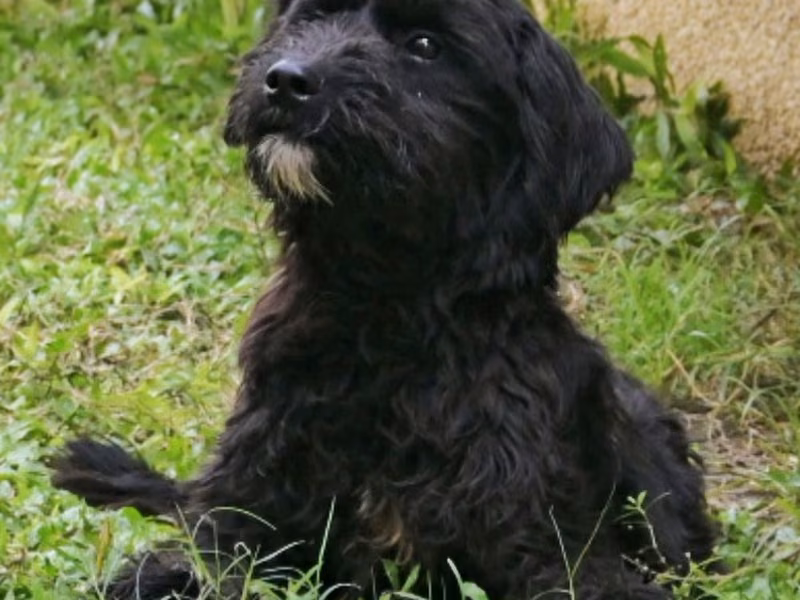 Black young male mixed-breed dog, Medium, shelter no. …5003
