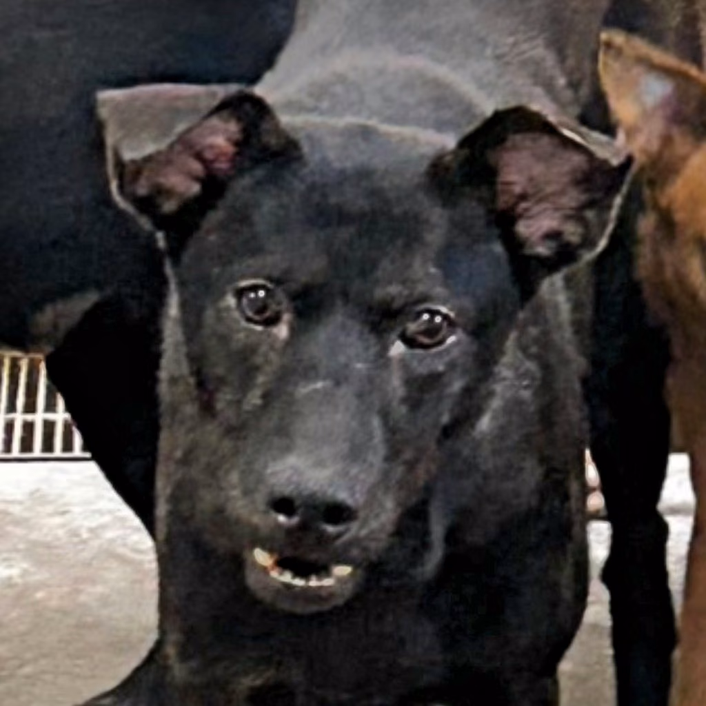 Black adult male mixed-breed dog, Large, shelter no. …1011