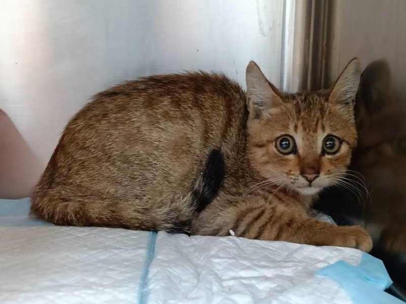 Orange tabby young male mixed-breed cat, Small, shelter no. …9001
