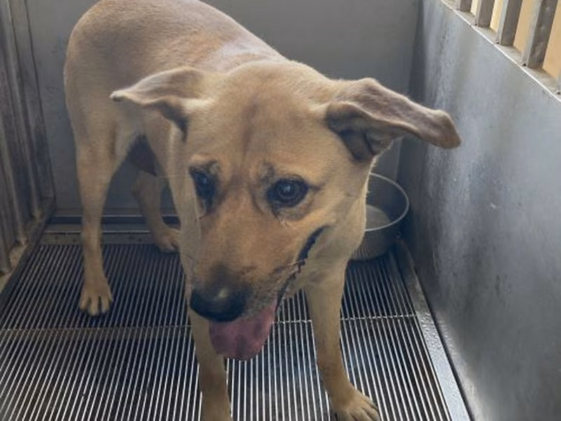 Tan adult female mixed-breed dog, Medium, shelter no. …9011