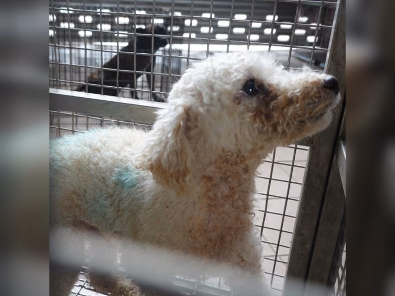 White adult male Bichon Frisé, Medium, shelter no. …7-04