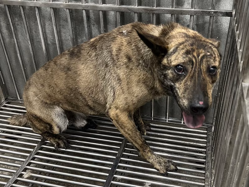 Tabby adult male mixed-breed dog, Medium, shelter no. …7001