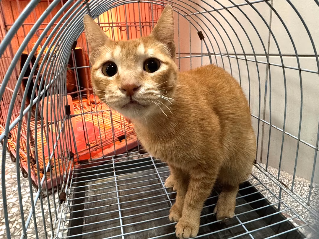 Orange adult female mixed-breed cat, Large, shelter no. …16C4