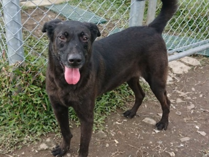 Black young female mixed-breed dog, Small, shelter no. …2507