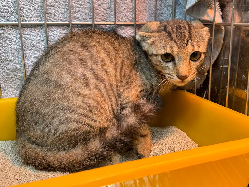 Tabby young female mixed-breed cat, Small, shelter no. …3002