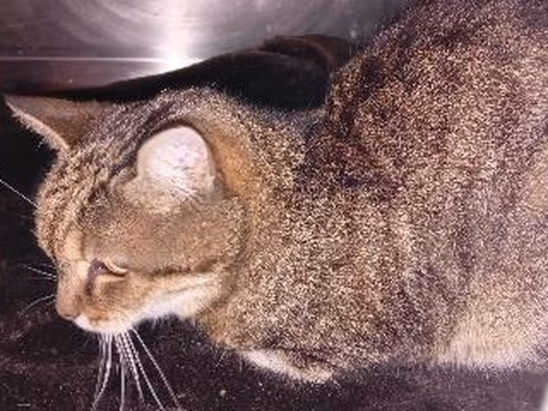 Brown tabby mixed-breed cat, shelter no. …4120