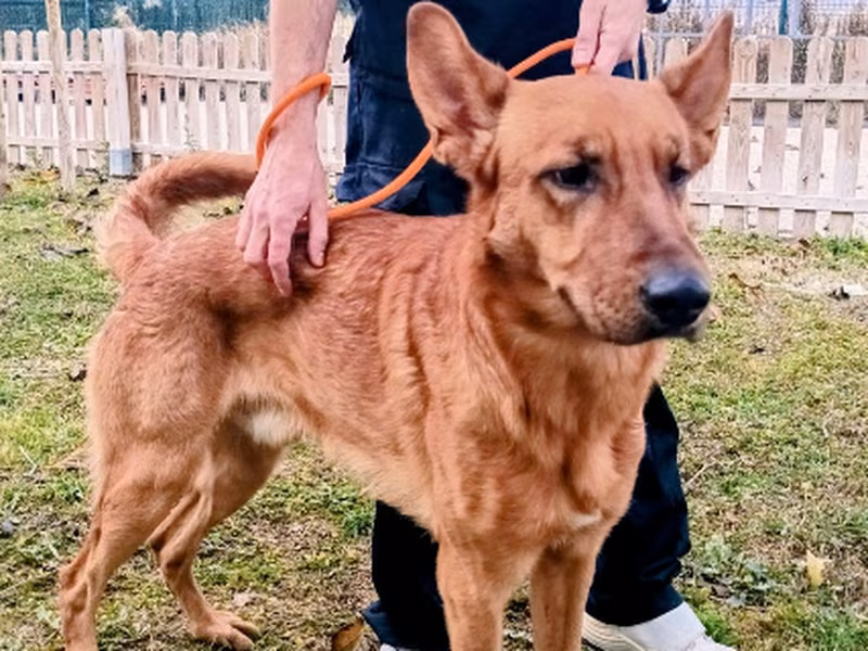 Scootex, Adult · Male · Medium · Mixed breed