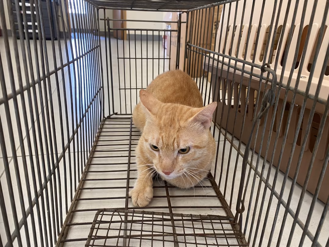 Orange tabby adult male mixed-breed cat, Small, shelter no. …7C01
