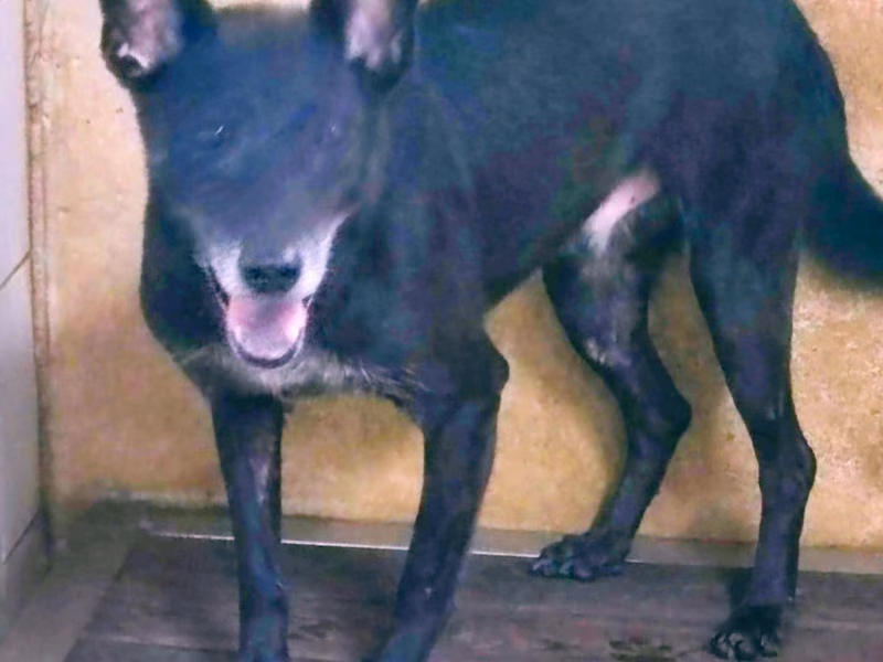 Black adult female mixed-breed dog, Medium, shelter no. …2311