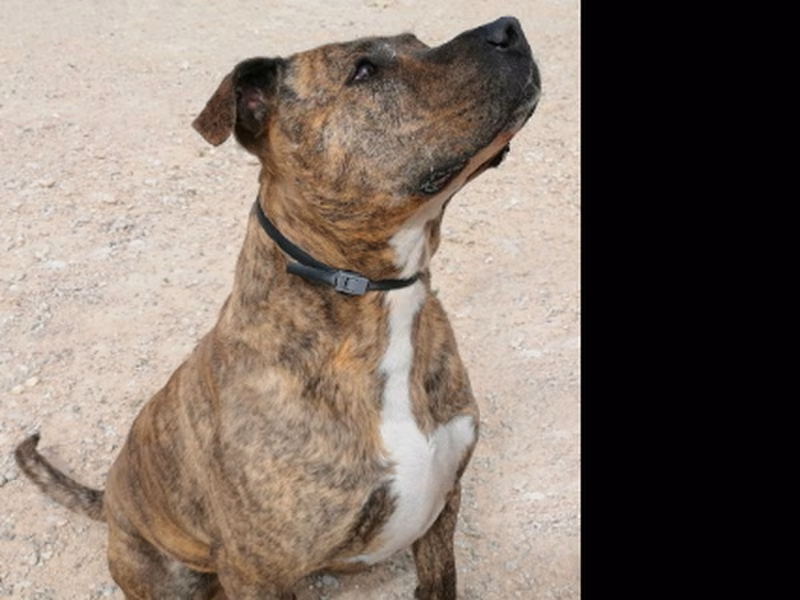 Hodor, Senior · Male · Extra large · Mixed breed