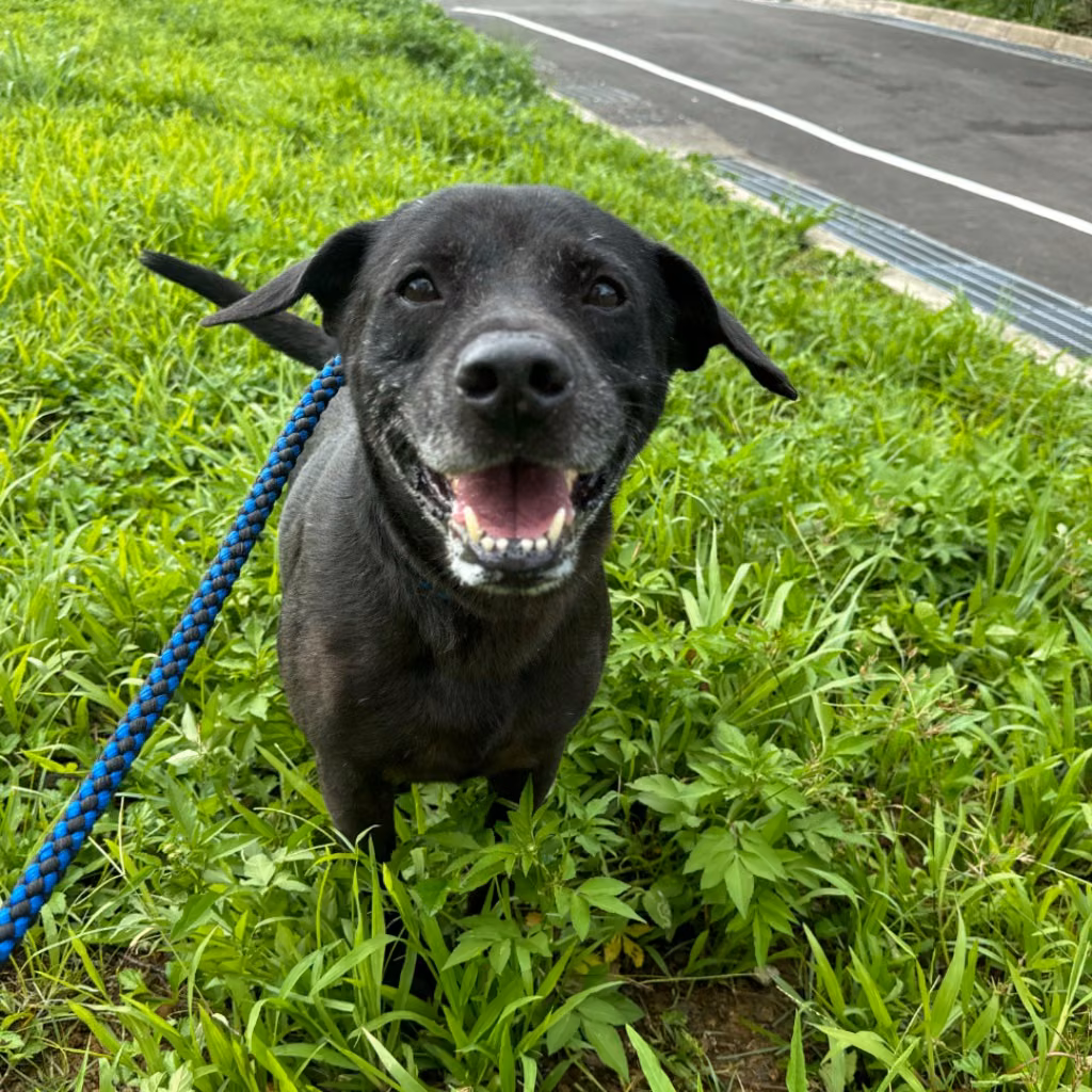 Black adult male mixed-breed dog, Large, shelter no. …8002