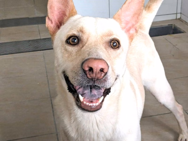 White adult male mixed-breed dog, Medium, shelter no. …4001