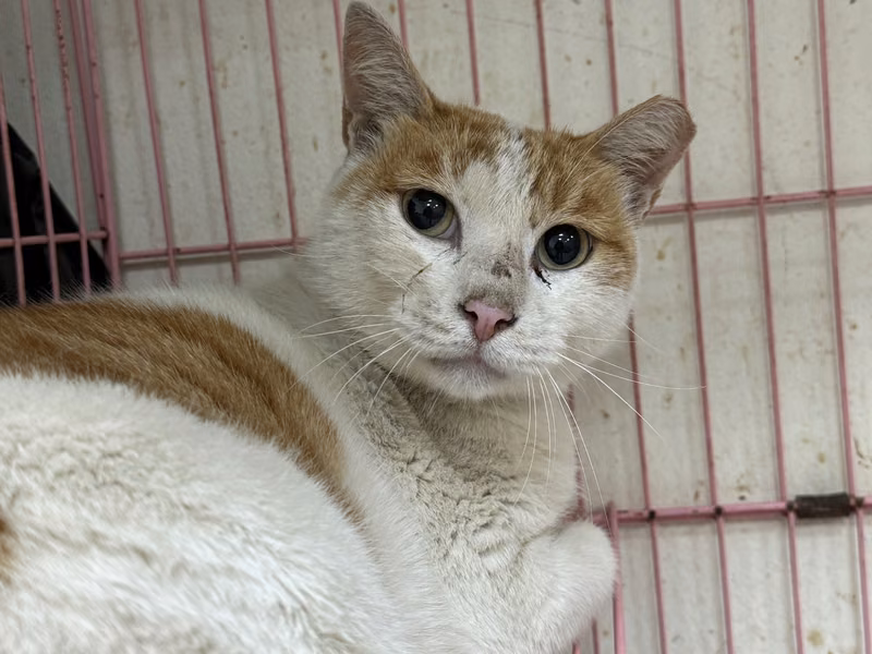 Orange-and-white adult male mixed-breed cat, Large, shelter no. …1001