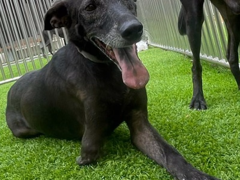 Black adult female mixed-breed dog, Medium, shelter no. …1001