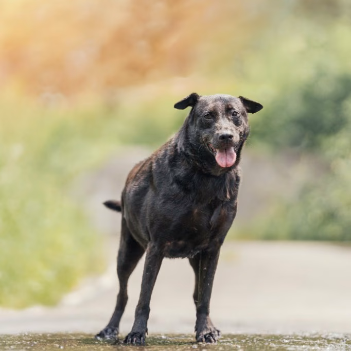 Black adult female mixed-breed dog, Large, shelter no. …1003