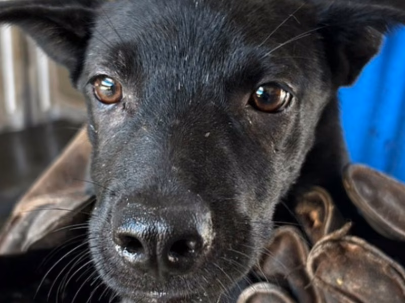 Black young female mixed-breed dog, Medium, shelter no. …9020