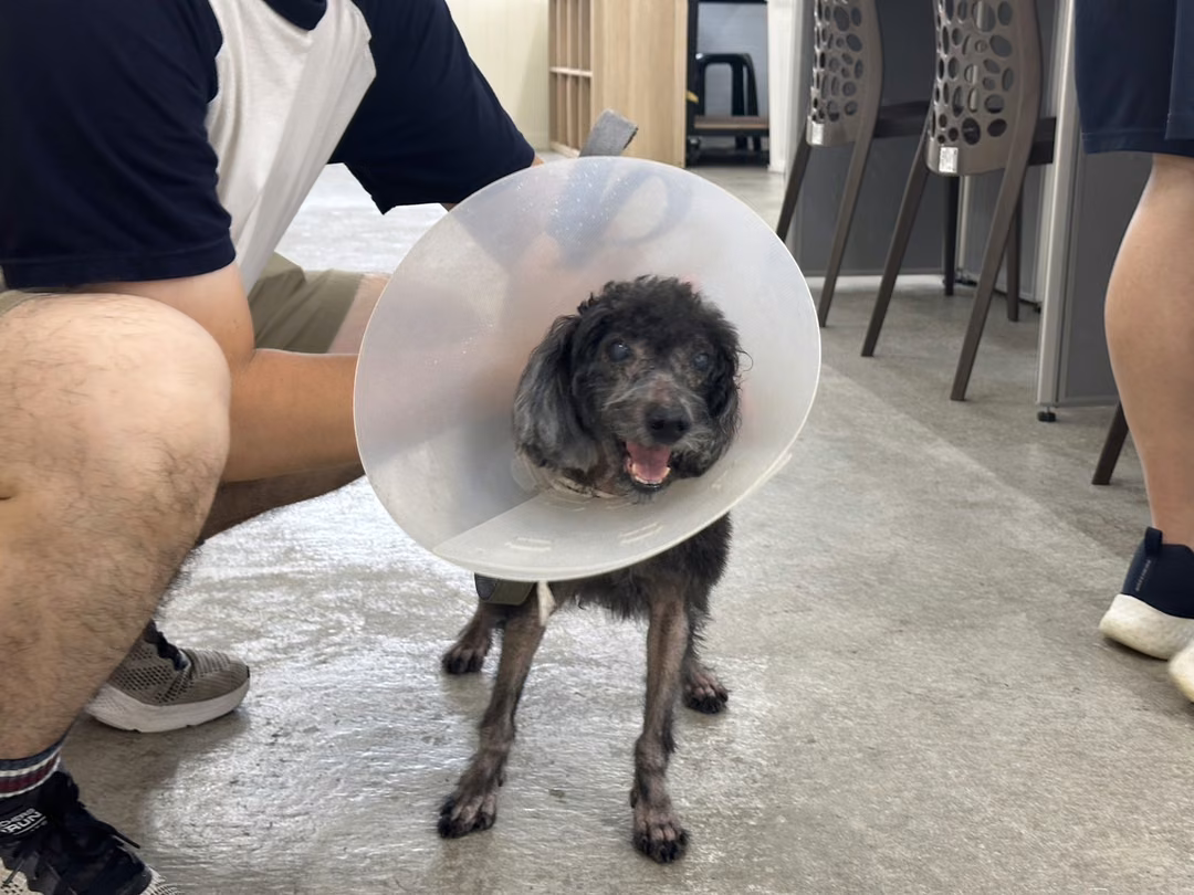 Black adult male poodle, Small, shelter no. …2105