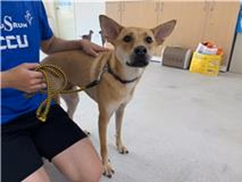 Tan adult male mixed-breed dog, Medium, shelter no. …0604