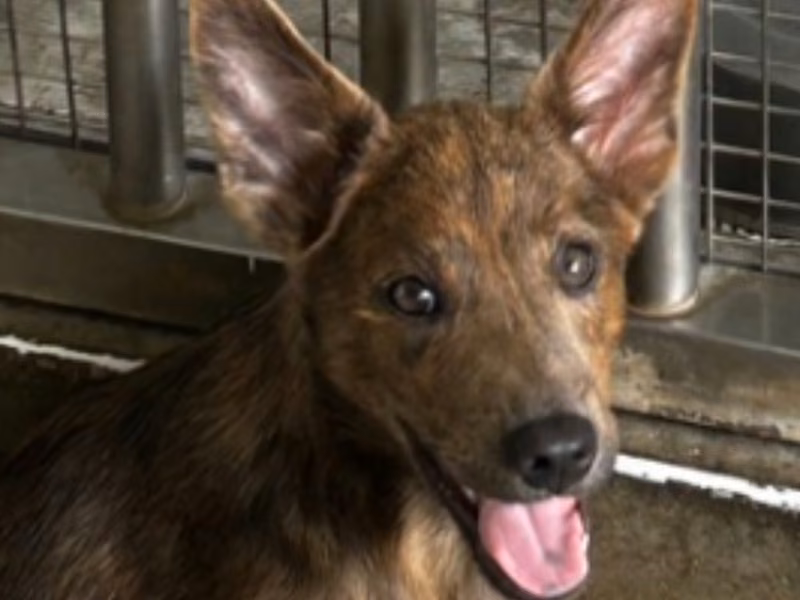 Tabby young female mixed-breed dog, Medium, shelter no. …3015