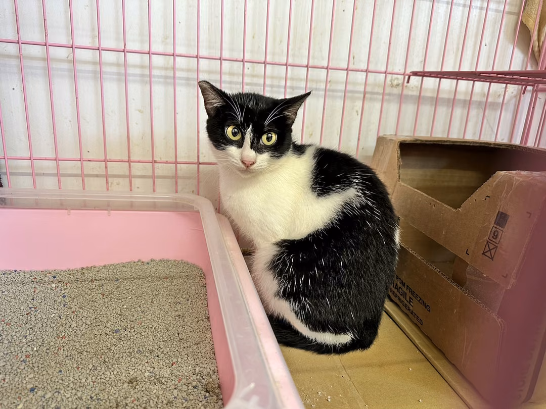 Black-and-white adult female mixed-breed cat, Medium, shelter no. …1003