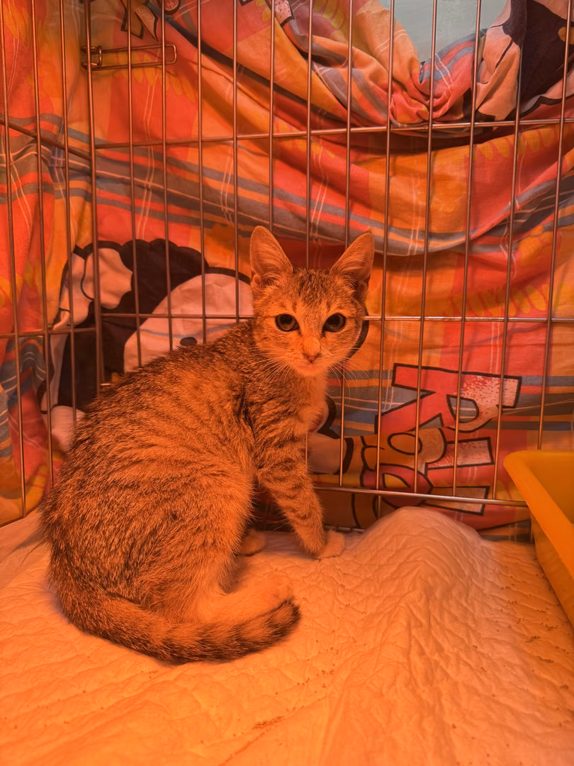 Tabby young male mixed-breed cat, Small, shelter no. …6001