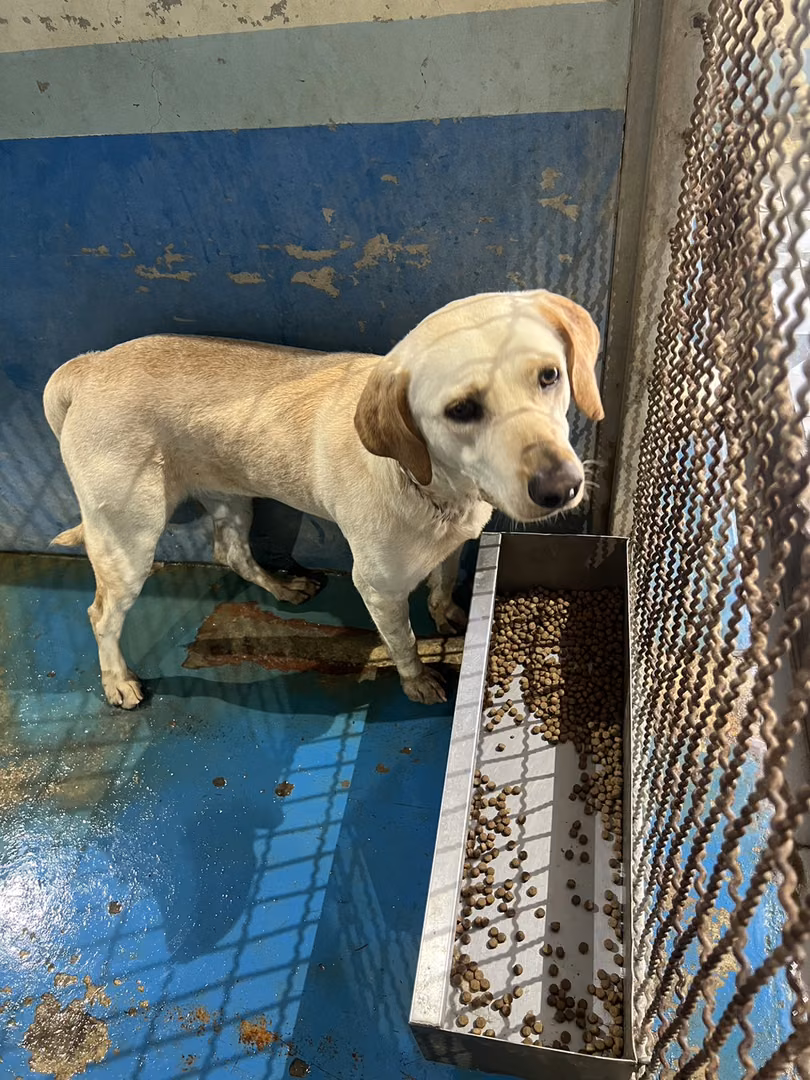 Tan adult male mixed-breed dog, Large, shelter no. …3003