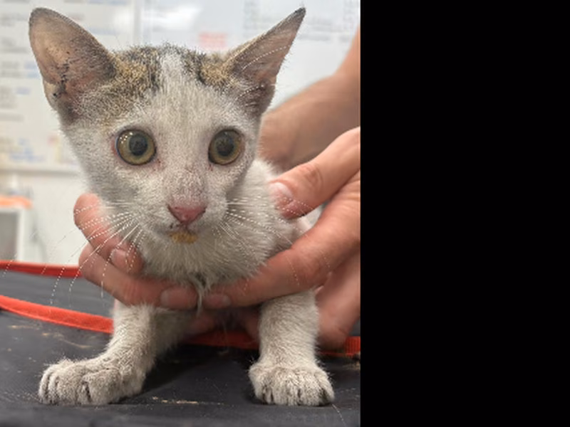 Michifresi, Baby · Female · Small · European Shorthair