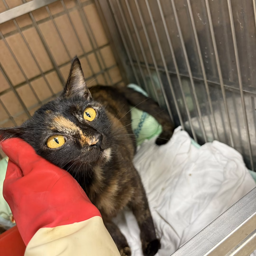 Young female mixed-breed cat, Medium, shelter no. …6001