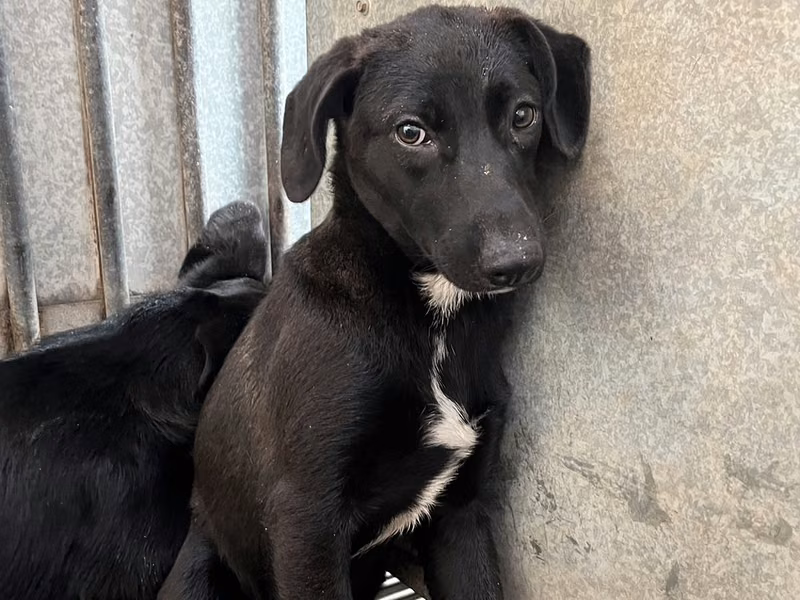 Black-and-white adult female mixed-breed dog, Medium, shelter no. …5002