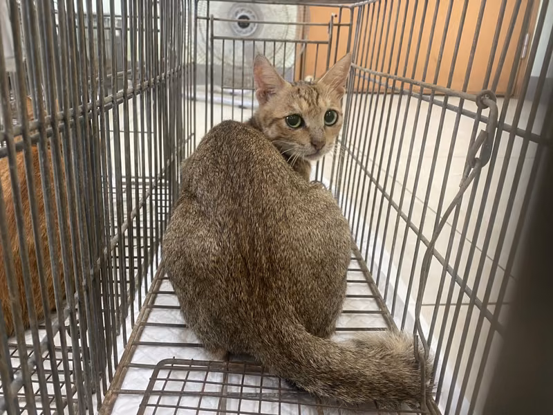 Adult female mixed-breed cat, Small, shelter no. …6C07