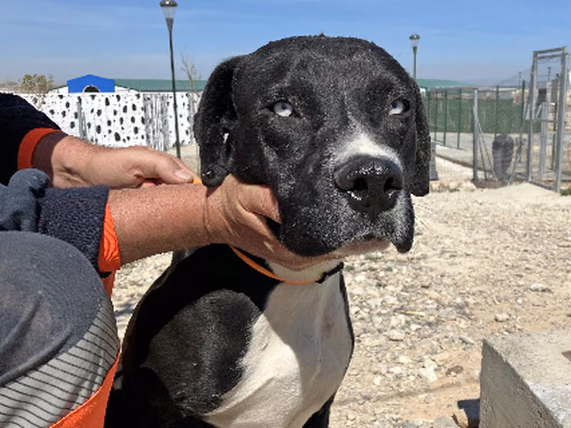 Ripidos, Adult · Male · Large · Mixed breed