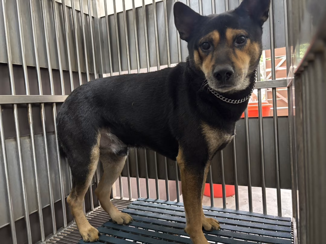 Brown-and-black adult male mixed-breed dog, Medium, shelter no. …8001
