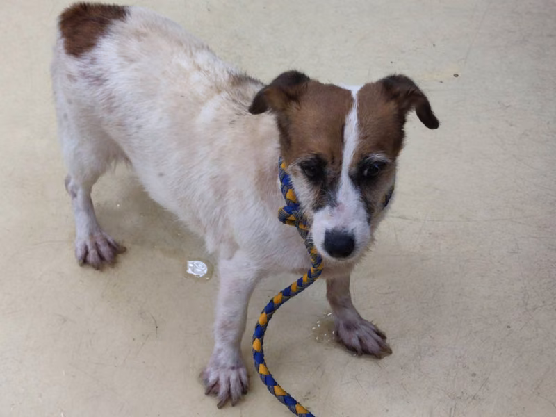 Tan-and-white adult female Jack Russell Terrier, Small, shelter no. …4004