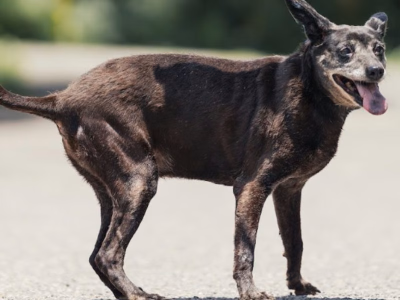 Black adult female mixed-breed dog, Medium, shelter no. …8001