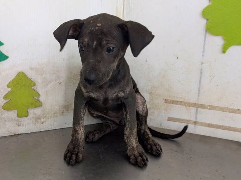 Black young female mixed-breed dog, Medium, shelter no. …2007