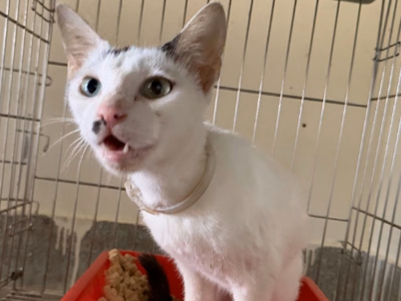 Black-and-white adult female mixed-breed cat, Medium, shelter no. …4001