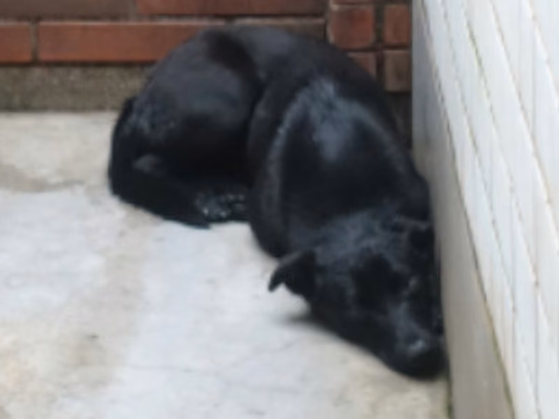 Black adult female mixed-breed dog, Large, shelter no. …0433