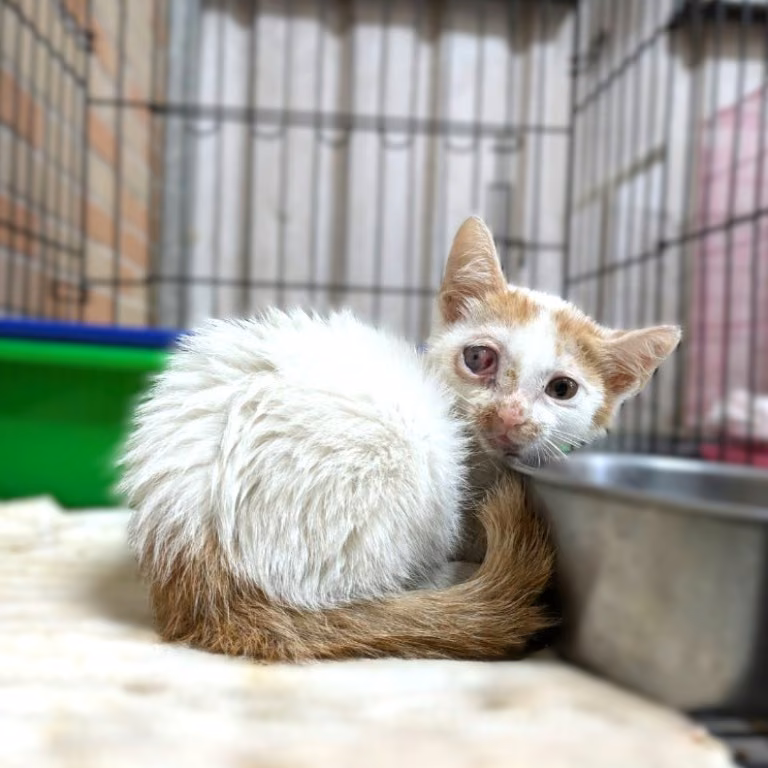 Orange-and-white young male mixed-breed cat, Small, shelter no. …7001