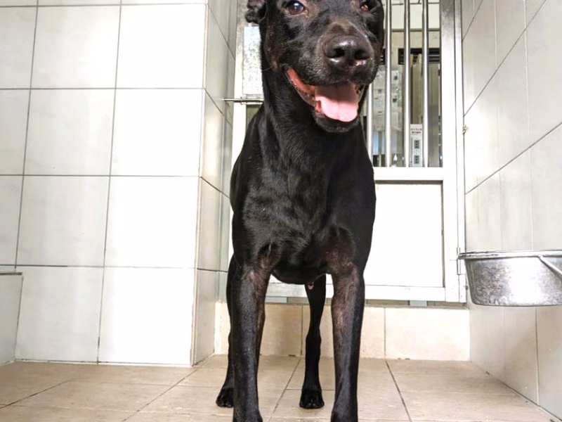 Black adult male mixed-breed dog, Large, shelter no. …7002