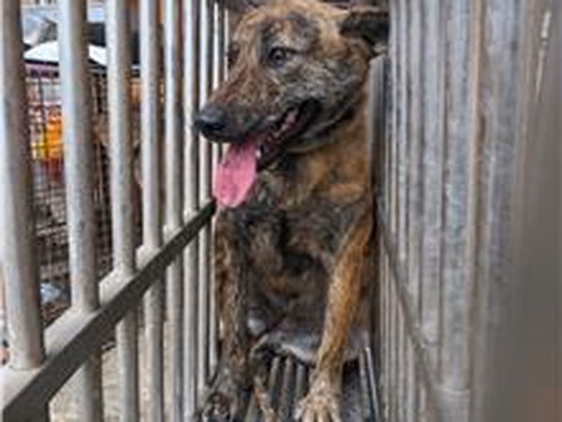 Tabby young female mixed-breed dog, Large, shelter no. …2002