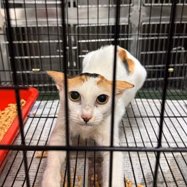 Calico adult female mixed-breed cat, Medium, shelter no. …3004