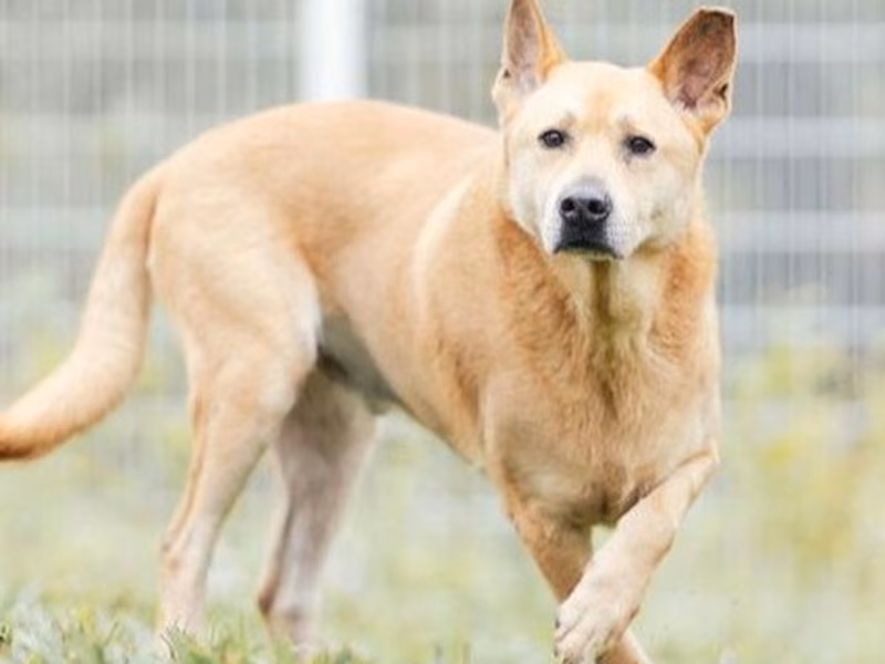 Tan adult male mixed-breed dog, Large, shelter no. …3005