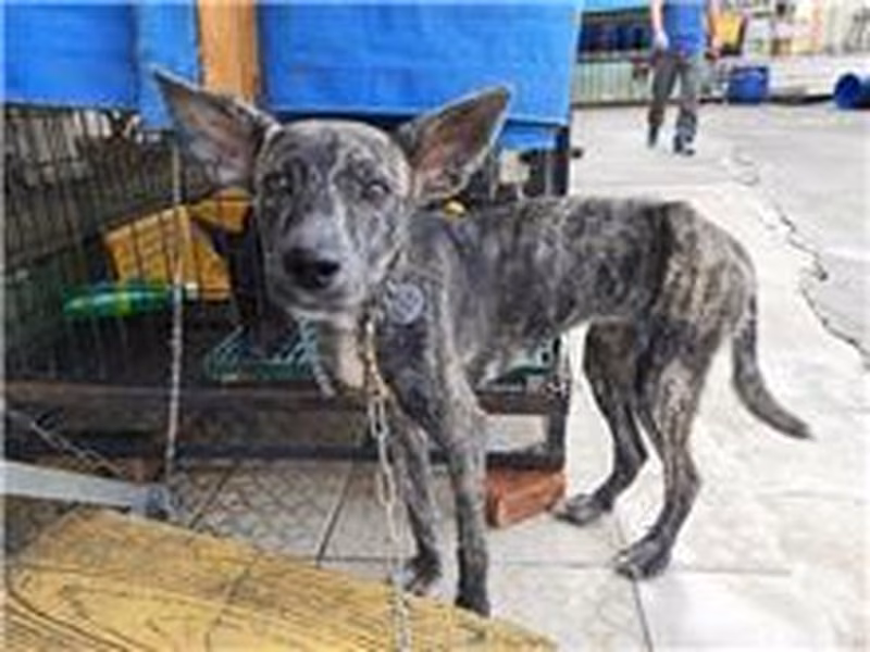 Black tabby young female mixed-breed dog, Small, shelter no. …7559