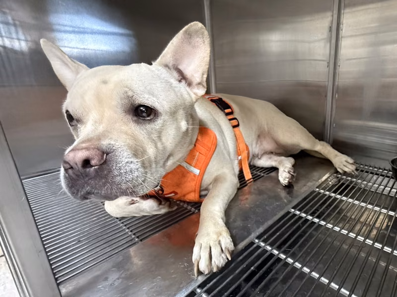 White adult female mixed-breed dog, Medium, shelter no. …7001