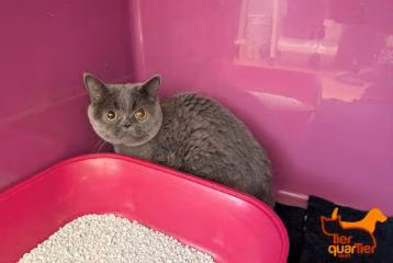 Gray adult female British Shorthair, shelter no. …3943