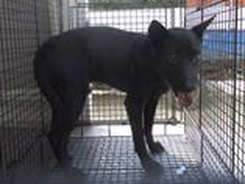 Black adult male mixed-breed dog, Medium, shelter no. …7006