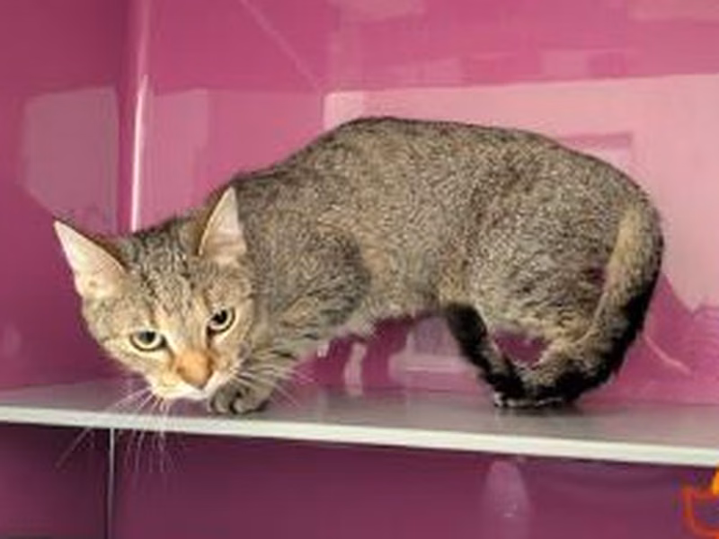 Brown tabby adult female European Shorthair, shelter no. …4042