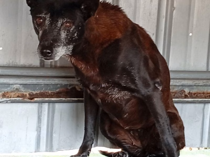 Black adult female mixed-breed dog, Large, shelter no. …087D